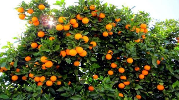 برداشت پرتقال نوبرانه در منطقه توکهور و هشتبندی