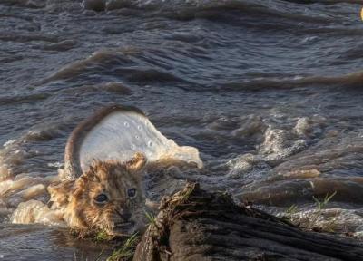 بچه شیر های شجاع داخل رودخانه خروشان پریدند